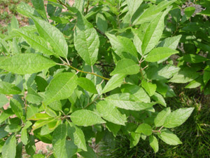 Possumhaw leaves
